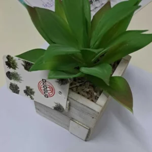 FLORI ARTIFICIALE GHIVECI