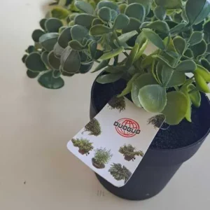 58CM - PLANTA SIMULATE
