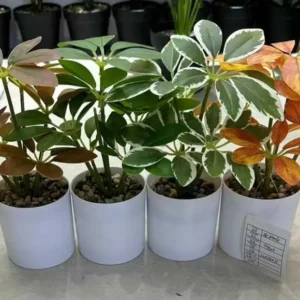 FLORI ARTIFICIALE GHIVECI  21CM