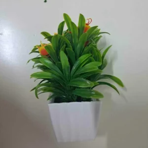 PLANTA DECORATIVA IN GHIVECI